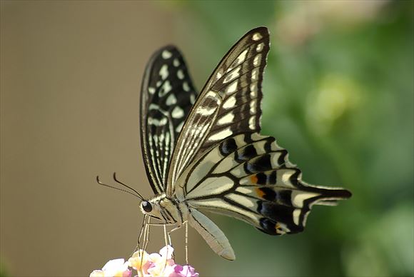 美しい蝶 30.0