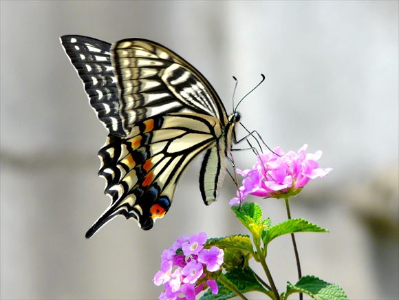 美しい蝶 30.1