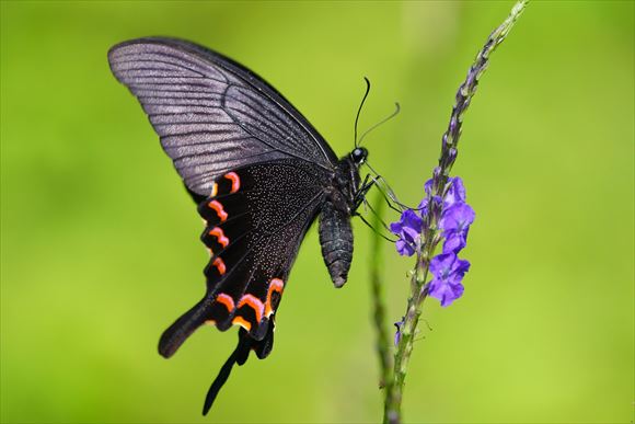 美しい蝶 32.0