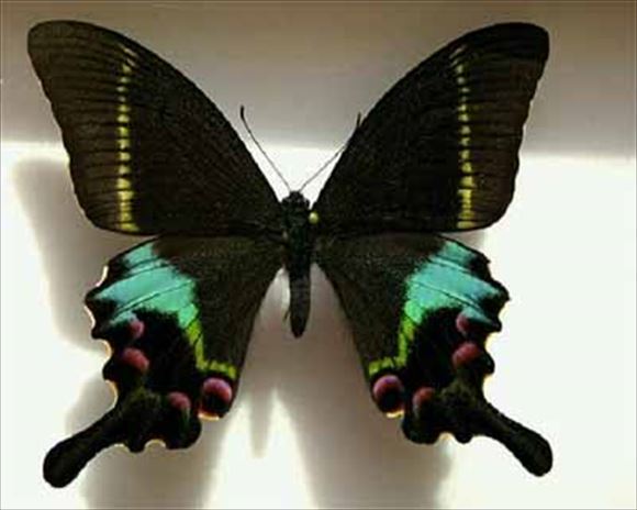 美しい蝶 38.0
