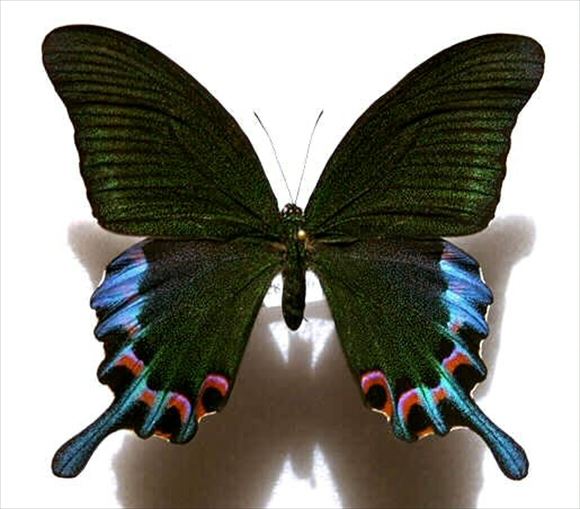 美しい蝶 39.0