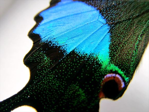 美しい蝶 40.1