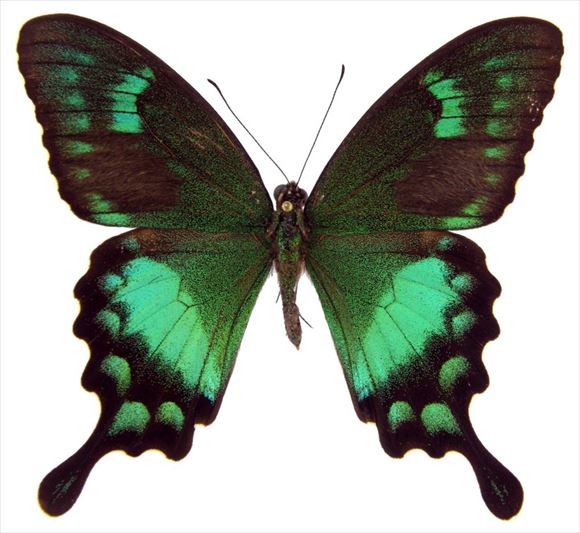 美しい蝶 42.0