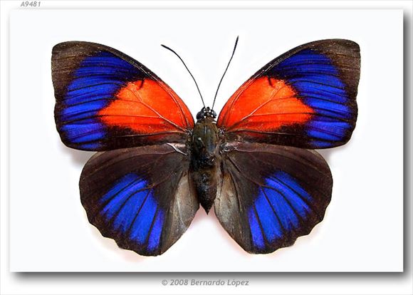 美しい蝶 5.0