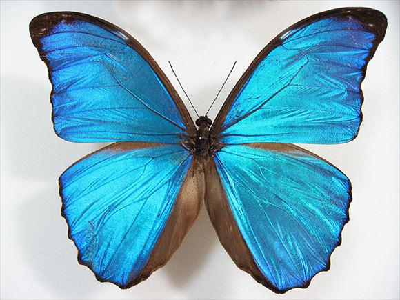 美しい蝶 6.0