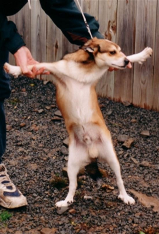 犬のすごい雑学 まとめ厳選42個 Ailovei