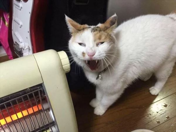 可愛くない猫たち大集合 画像 Ailovei 可愛くない猫たち大集合 画像 Ailovei