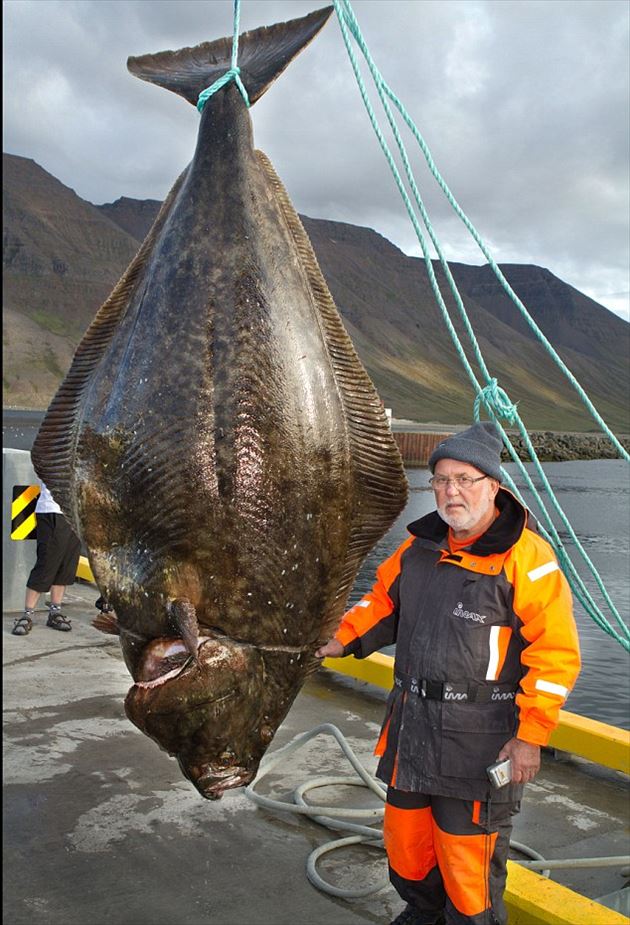 本当にすごい世界の巨大魚たち まとめ 画像集 Ailovei