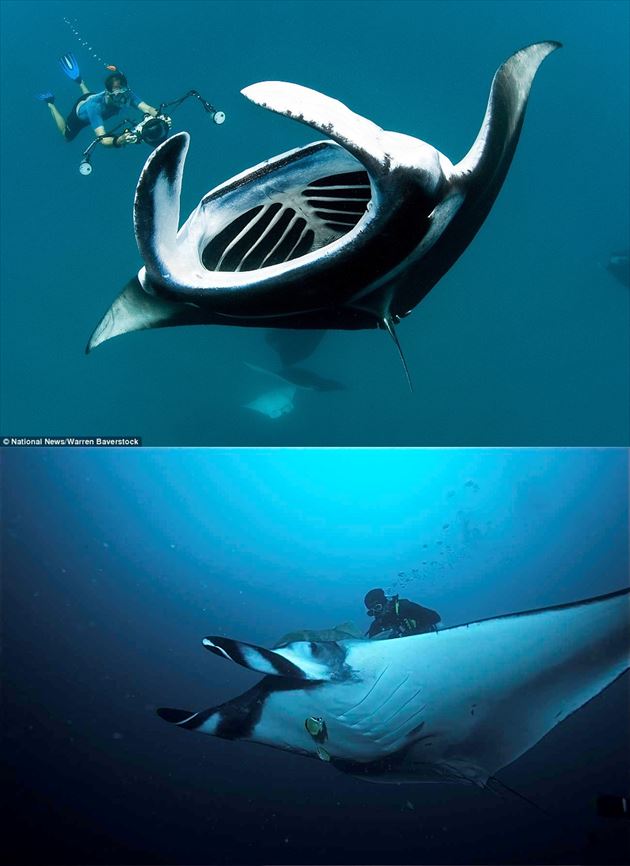 本当にすごい世界の巨大魚たち まとめ 画像集 ページ 2 Ailovei