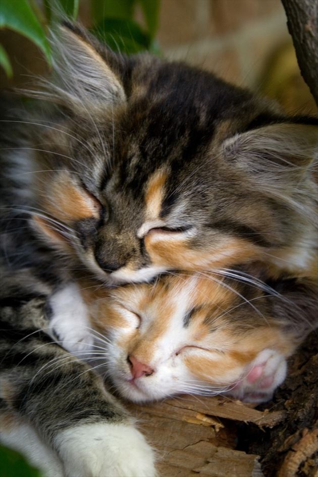 眠る猫 猫の可愛い寝姿 写真集100枚 Ailovei