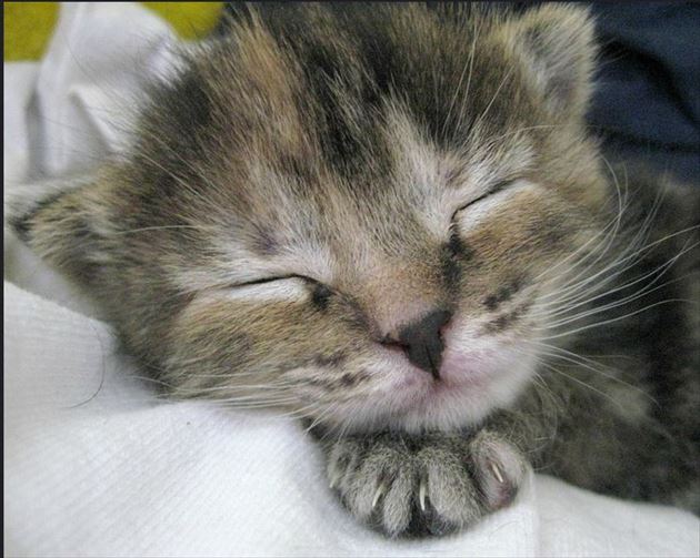 眠る猫 猫の可愛い寝姿 写真集100枚 Ailovei