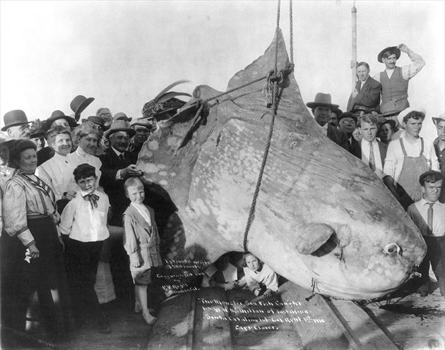 巨大魚 25