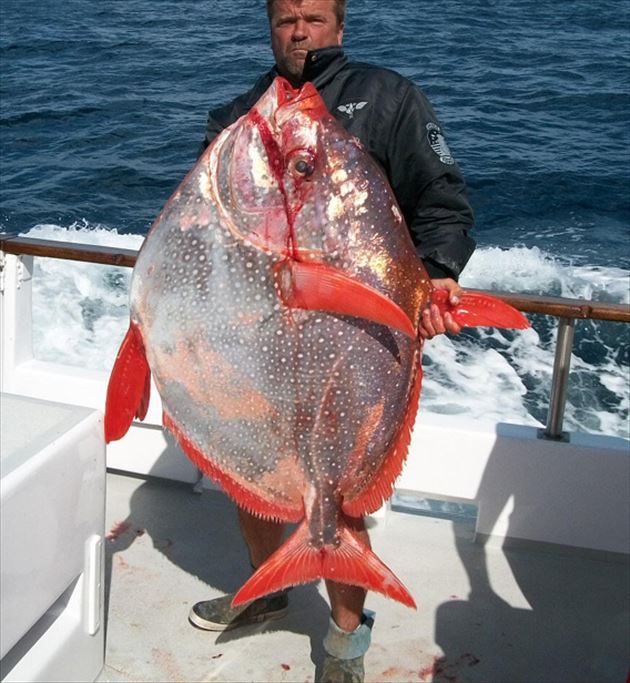 巨大魚 36.0