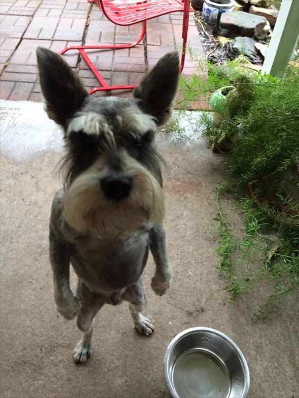 笑える 面白い犬たちの写真集 画像100選 ページ 2 Ailovei
