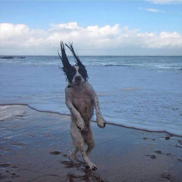 笑える 面白い犬たちの写真集 画像100選 ページ 2 Ailovei