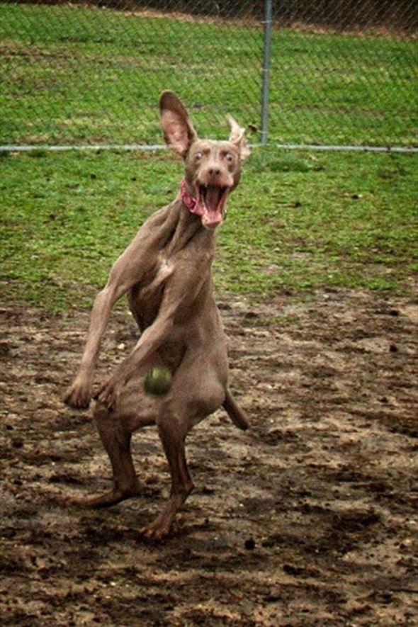 笑える 面白い犬たちの写真集 画像100選 ページ 3 Ailovei