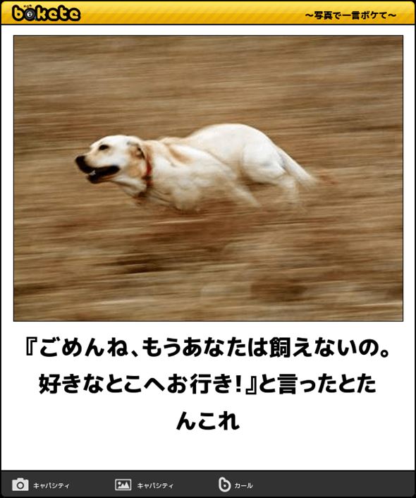 笑える 面白い犬たちの写真集 画像100選 Ailovei