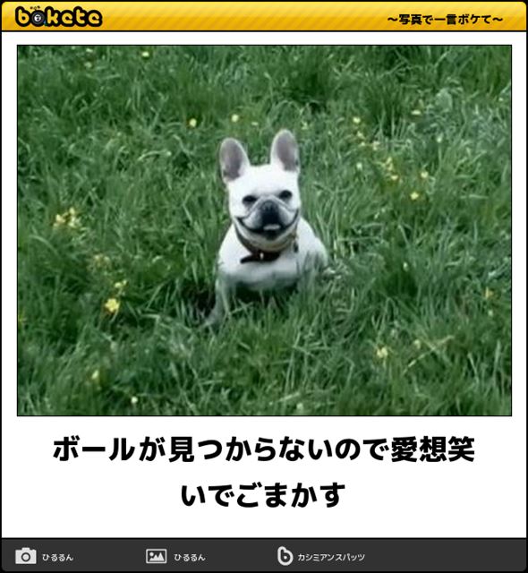 笑える 面白い犬たちの写真集 画像100選 Ailovei