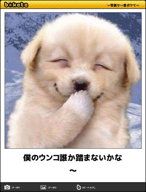 笑える 面白い犬たちの写真集 画像100選 ページ 3 Ailovei