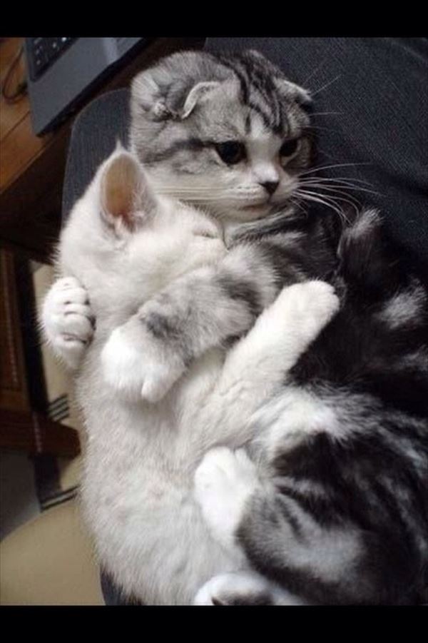 抱き合う猫 16