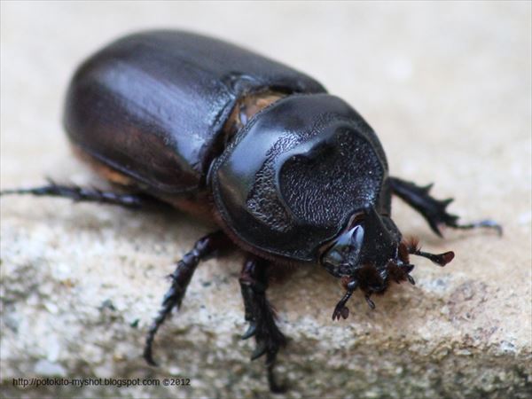 世界中のカブトムシの種類60種 かっこ良くて珍しいのたくさん ページ 2 Ailovei