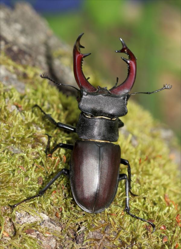 世界中のクワガタ70種類 格好良いのから美しい 珍しいのまで 画像 Ailovei