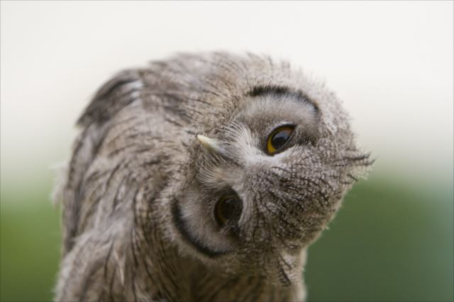 動物の壁紙 驚くばかりフクロウ 画像 可愛い