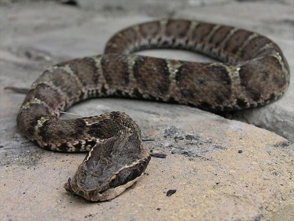 日本の危険生物40種 身近にひそむ危険な生物 Ailovei