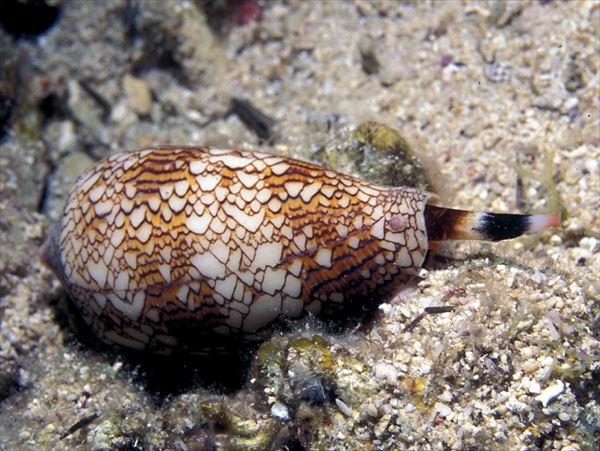 日本の危険生物40種 身近にひそむ危険な生物 Ailovei