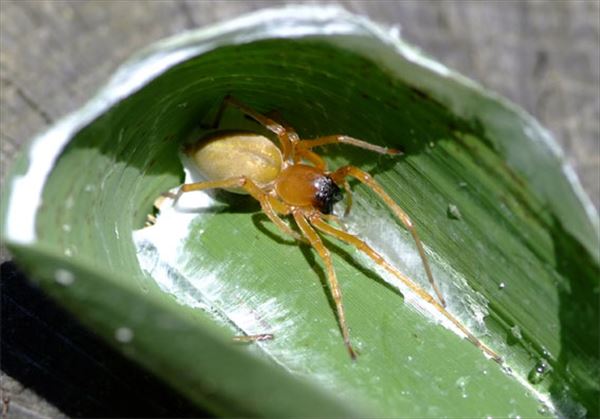 日本の危険生物40種 身近にひそむ危険な生物 Ailovei