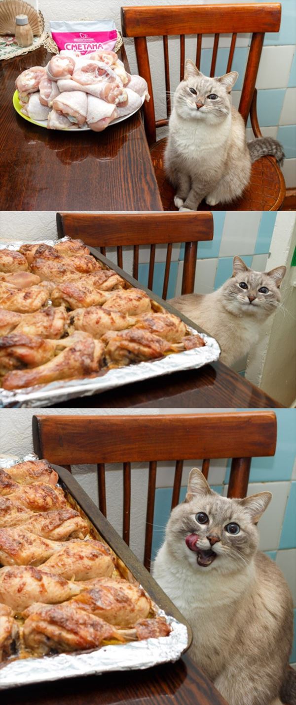 話題の面白可愛い動物写真集 犬猫他56枚画像 ページ 2 Ailovei