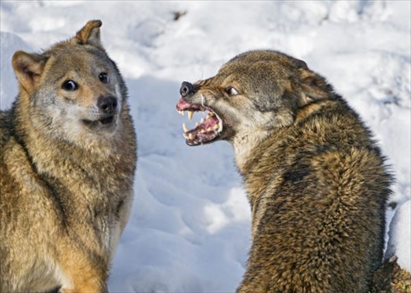 話題の面白可愛い動物写真集 犬猫他56枚画像 Ailovei