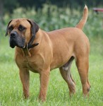 ボーアボール：犬種の特徴と飼い方