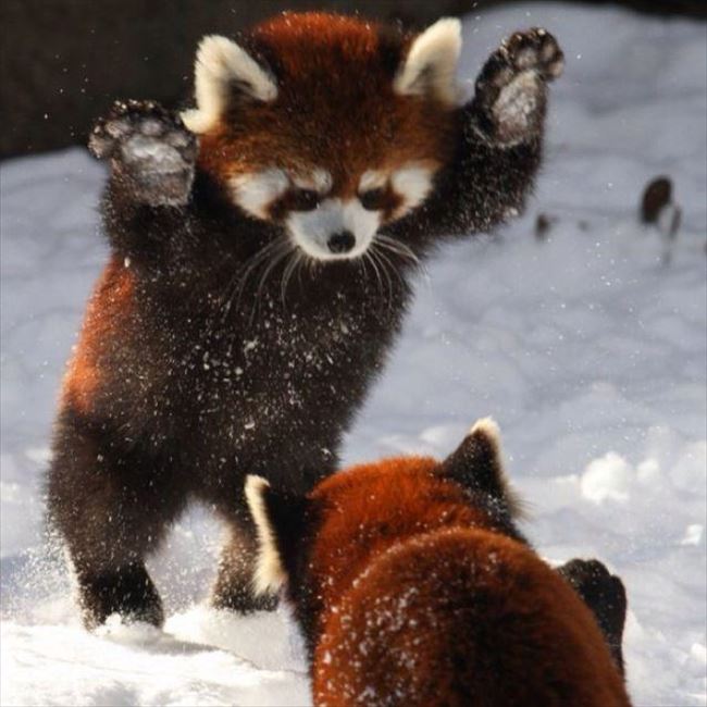 憂鬱な ストラトフォードオンエイボン ボード 壁紙 かわいい 動物 Sh106 Jp