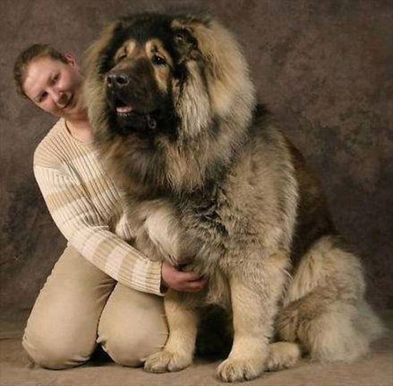 驚くほど巨大な大型犬 最も大きな25の犬種 画像 ページ 2 Ailovei