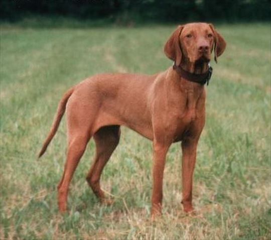 どんよりした 例 肘掛け椅子 犬 ブリティッシュ Sekiwa Ehimehigashi Jp