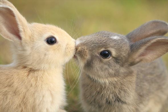 幸せな気分になれる動物たちのキス 画像52枚 Ailovei