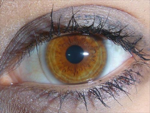 珍しい目の色など瞳の色で知っておきたい事 赤 黃 緑等 Ailovei