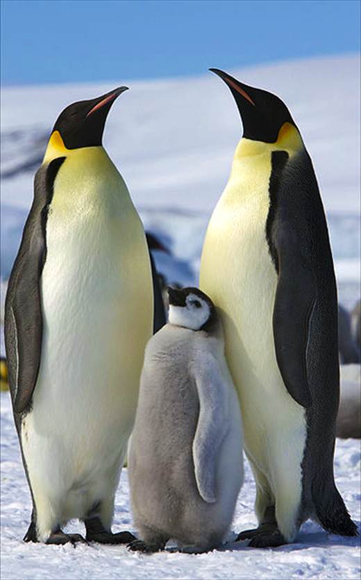 見たことないのも 南極にいる動物たち 一覧 ページ 2 Ailovei