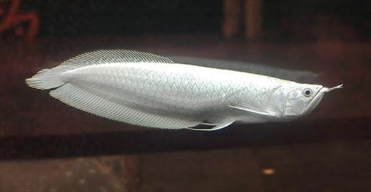 最も値段の高い熱帯魚 ランキング11種 Ailovei