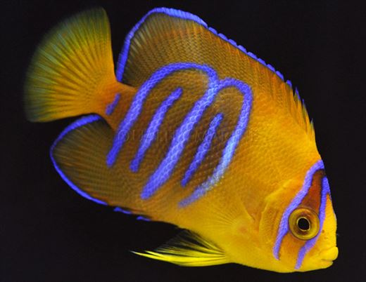 最も値段の高い熱帯魚 ランキング11種 Ailovei