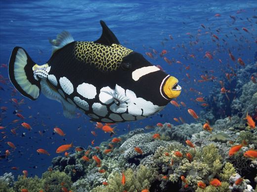 知っておきたい世界の奇妙で美しい魚13選 カラフル種 Ailovei