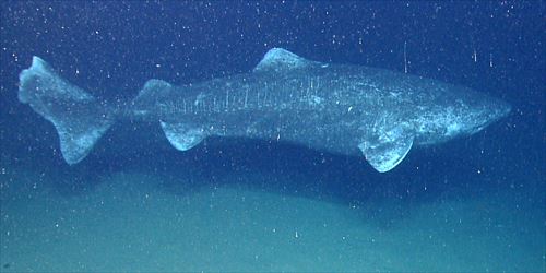 深海に住む恐ろしくも魅力的なサメたち5種 画像 Ailovei