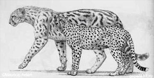 古代に実在した巨大なネコ科動物(絶滅種) | ailovei