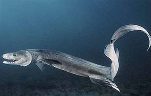 深海に住む恐ろしくも魅力的なサメたち5種 画像 Ailovei