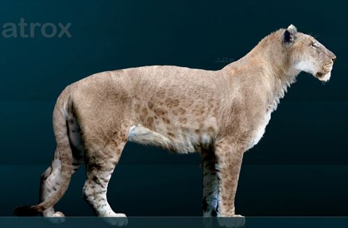 古代に実在した巨大なネコ科動物 絶滅種 Ailovei