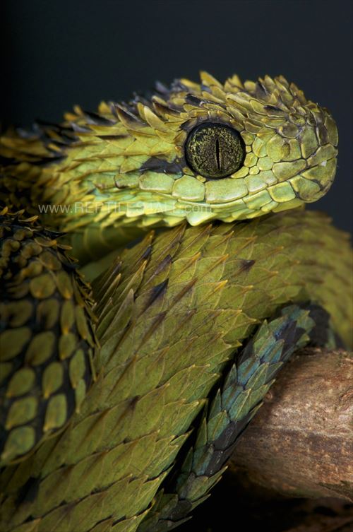 すごい見た目の変わったヘビたち8種 Ailovei