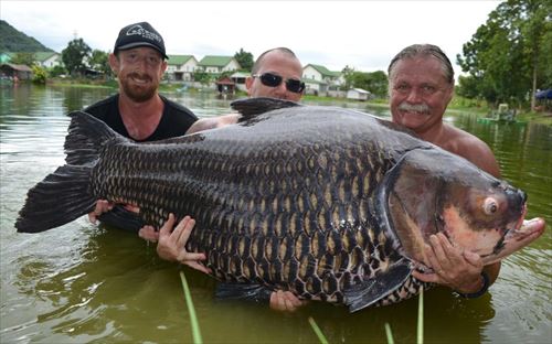 川や湖の淡水に住む最大級の超巨大魚たち12種 Ailovei
