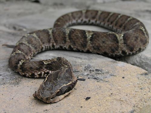 気をつけよう 日本にいる毒蛇の特徴や危険性 毒性 Ailovei