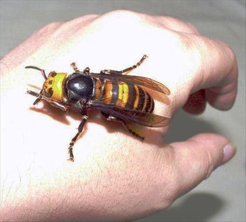日本にいる危険なハチ全12種 スズメバチほか Ailovei